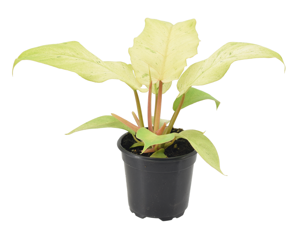 Philodendron Snowdrift