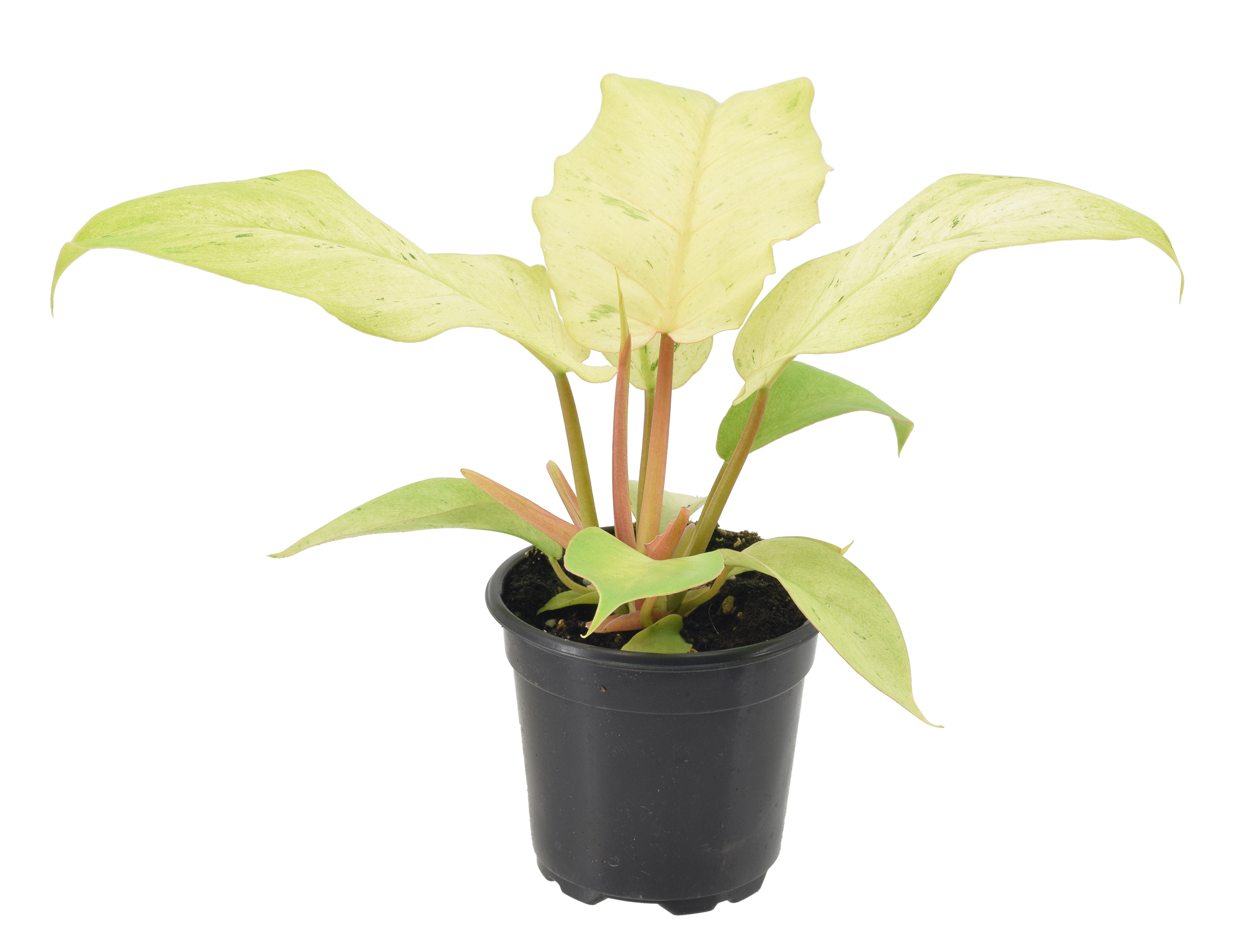 Philodendron Snowdrift