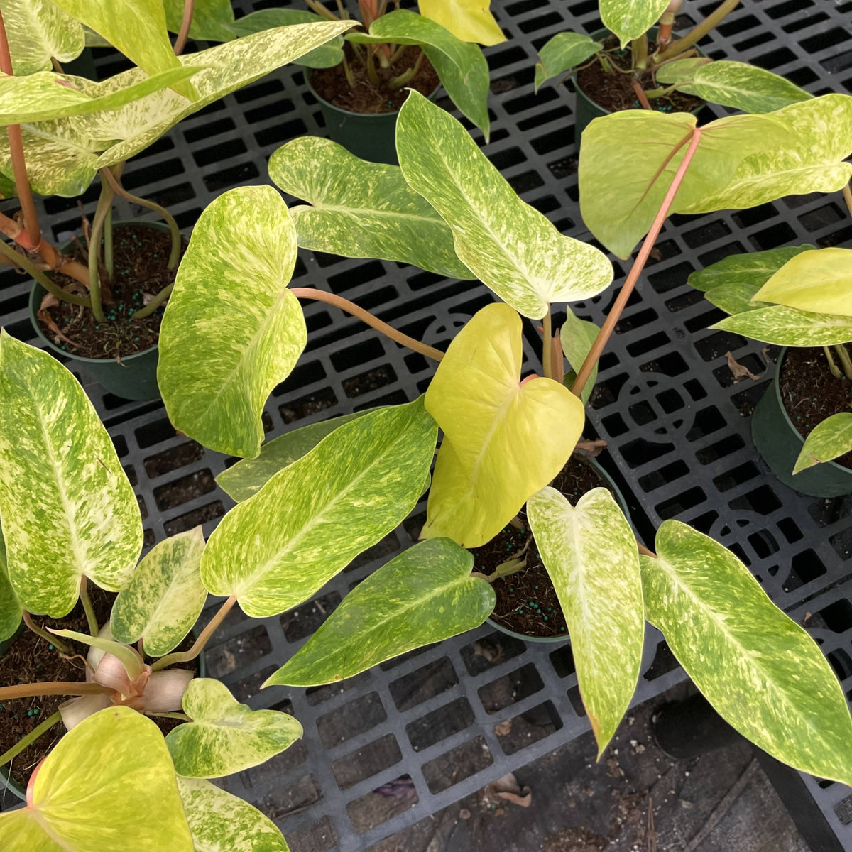 Painted Lady Philodendron - Live Plant - Rare
