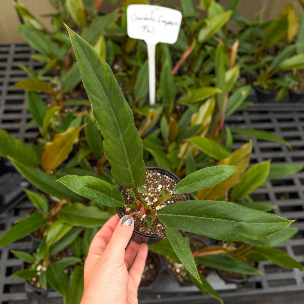Choco Empress Philodendron - 4" Live Plant