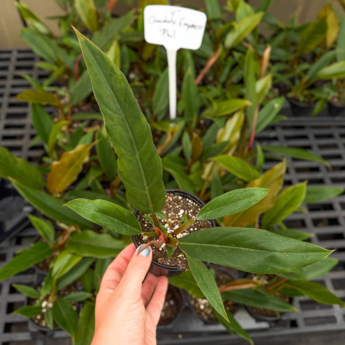 Choco Empress Philodendron - 4" Live Plant
