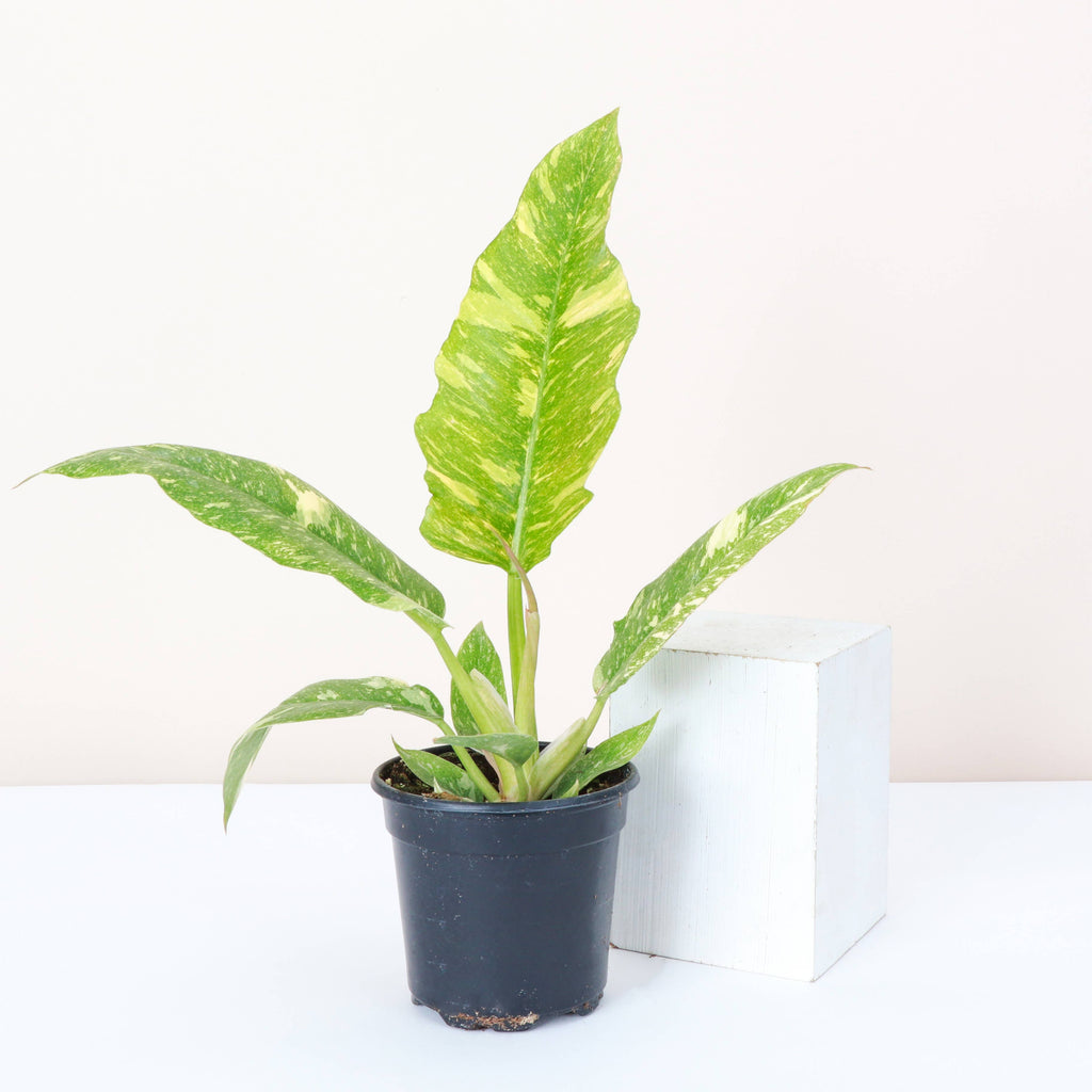 Ring of Fire Philodendron - 4" Live Plant