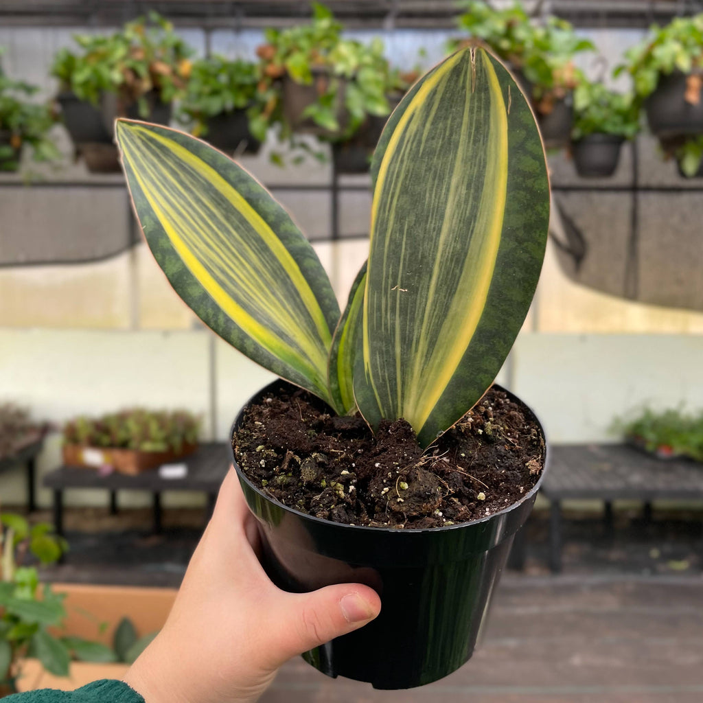 Variegated Whale Fin Snake Plant - Live Plant - Rare