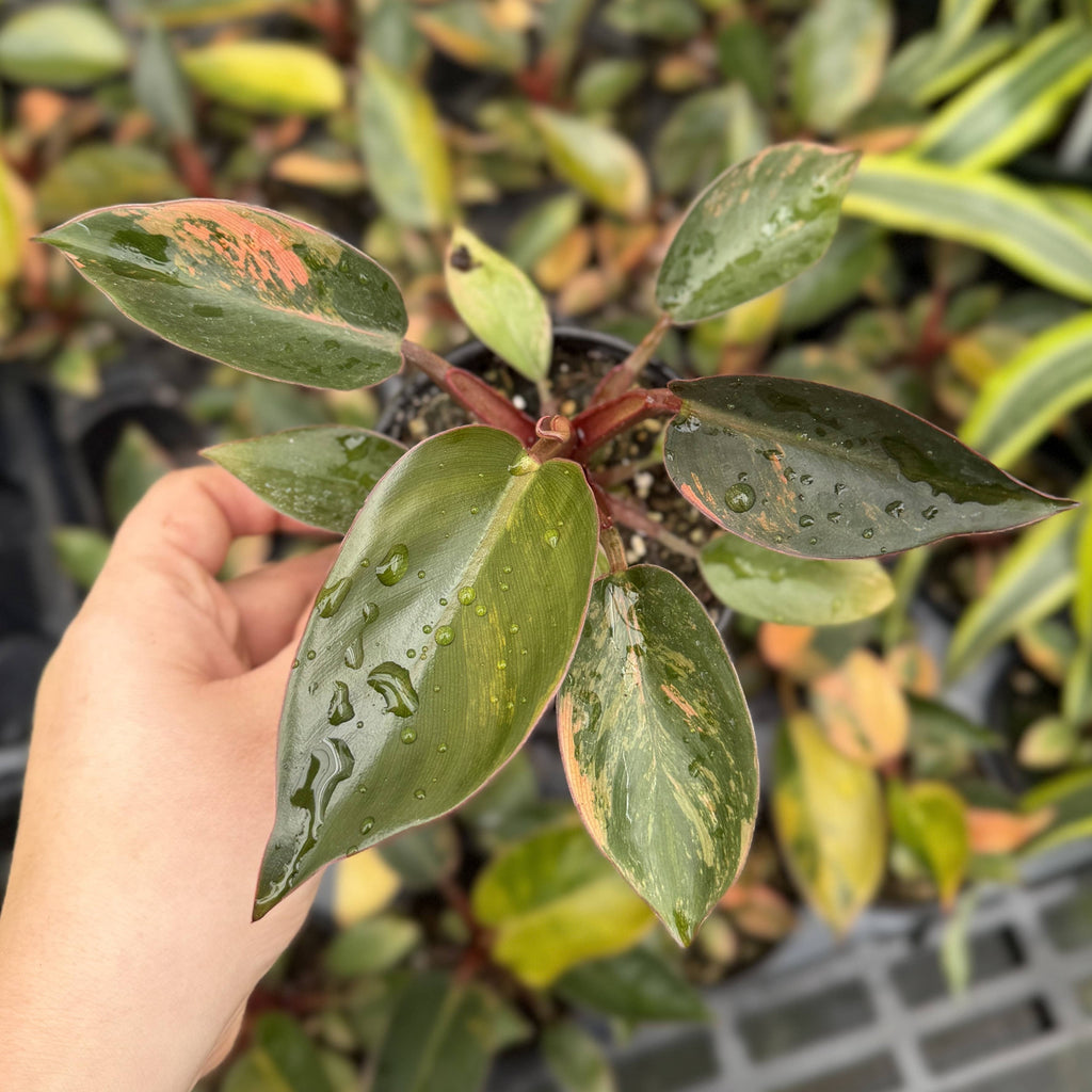 Philodendron Red Congo Variegated - 4" Live Plant - Rare