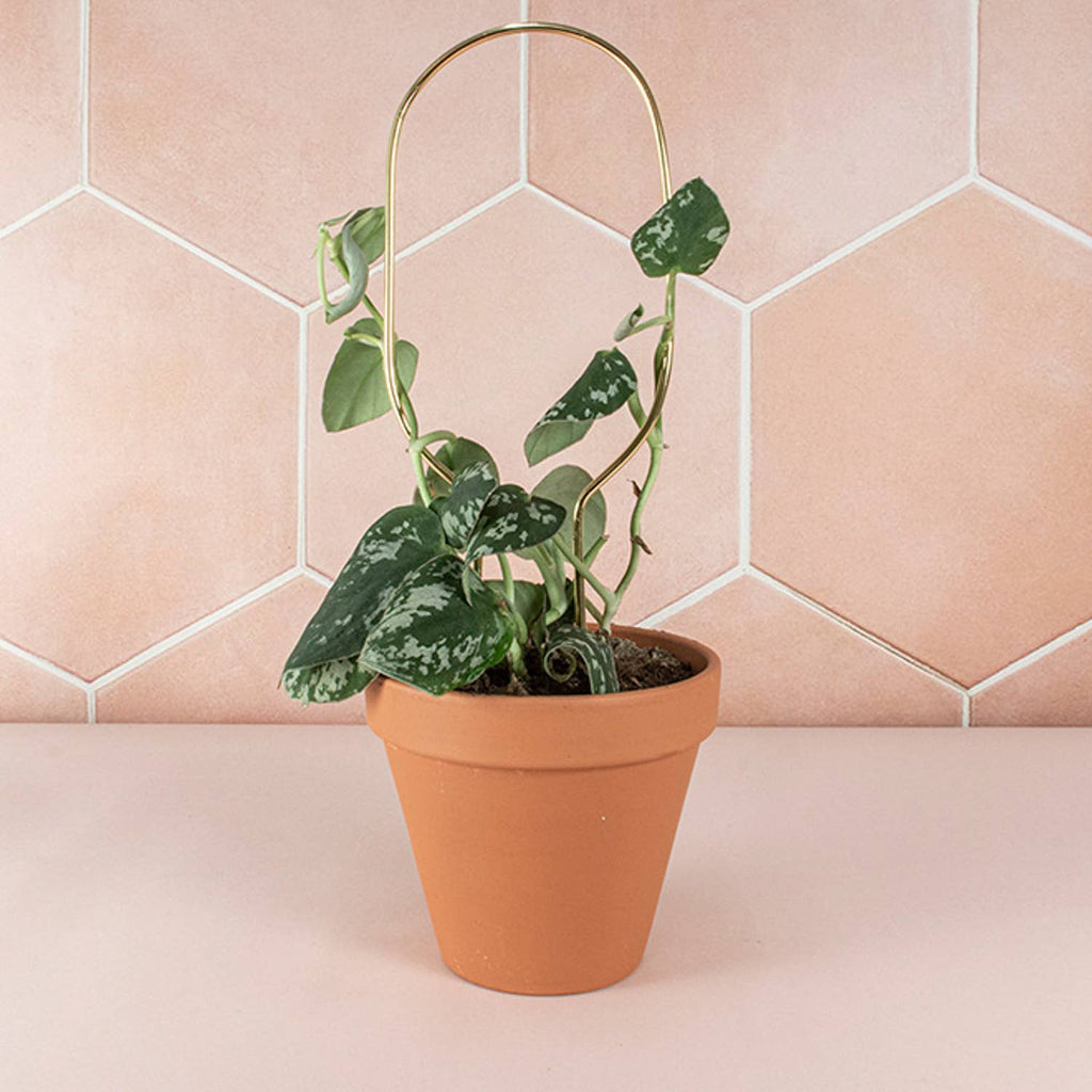Mini Plant Stake from rust-proof metal - Hoop - Gold