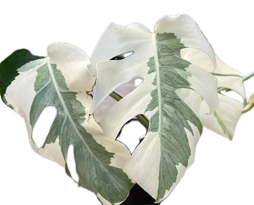 Monstera "White Lava" variegated TC Plantlet
