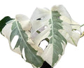 Monstera "White Lava" variegated TC Plantlet
