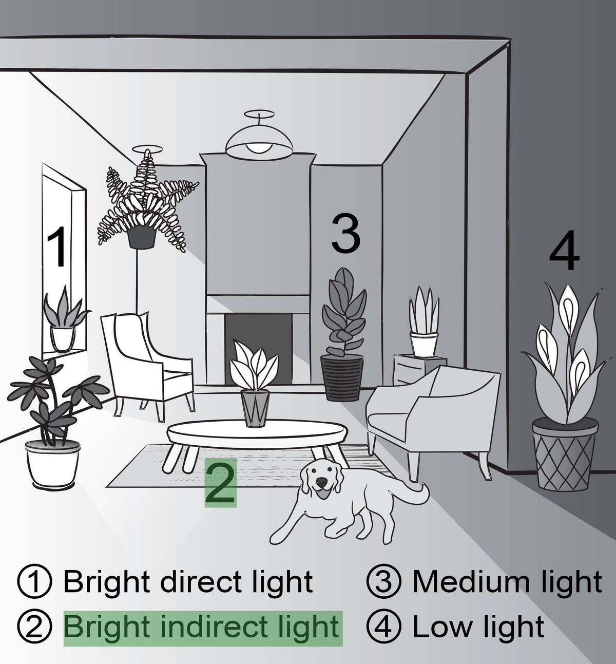 Cissus Discolor - Rex Begonia Vine - Live Plant