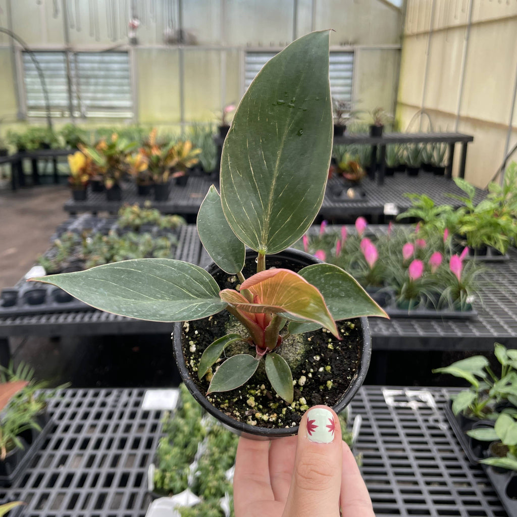 Pink Philodendron Birkin - Live Plant - Rare