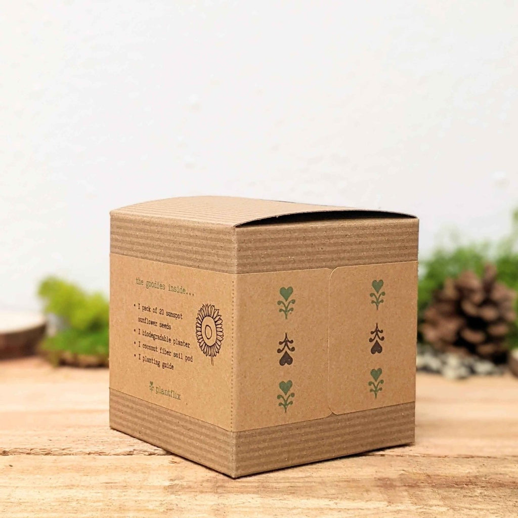 Dwarf Sunflower Beginner Grow Kit