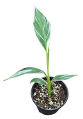 Musa Banana Florida Variegated  4in Grow Pot