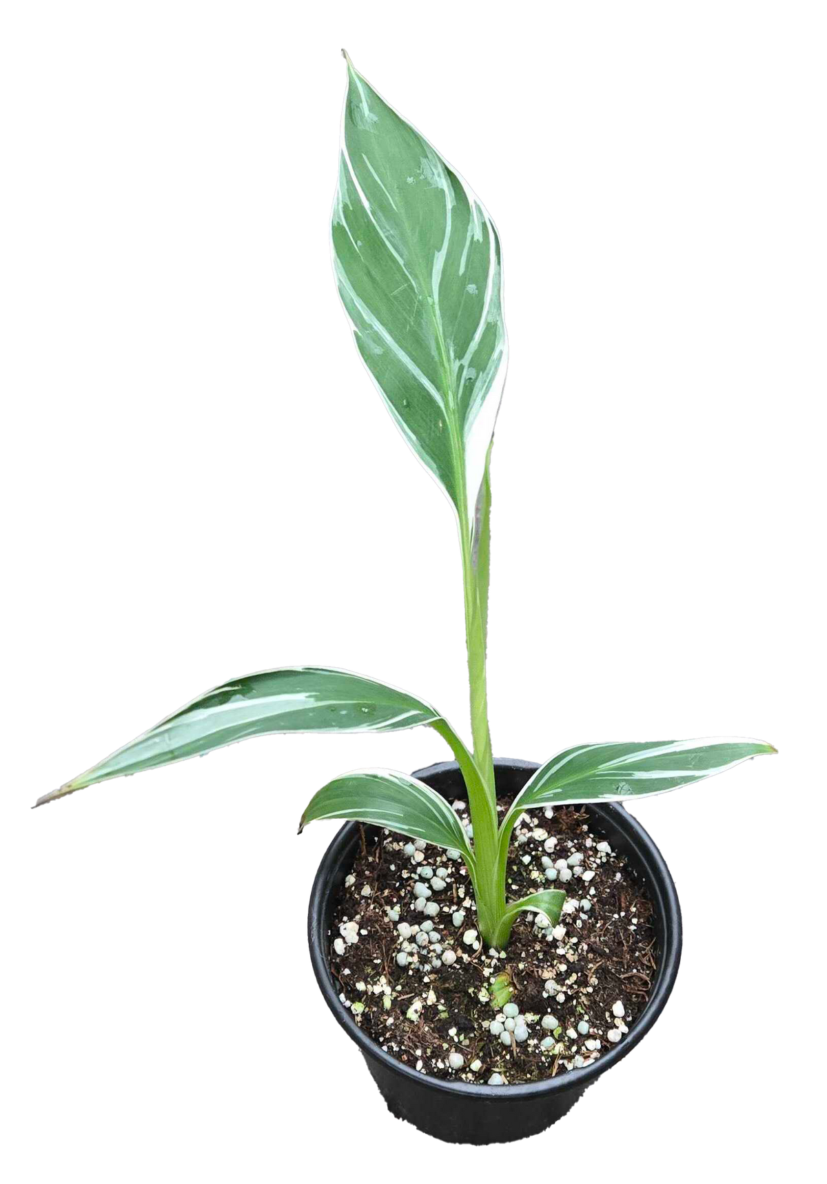 Musa Banana Florida Variegated  4in Grow Pot