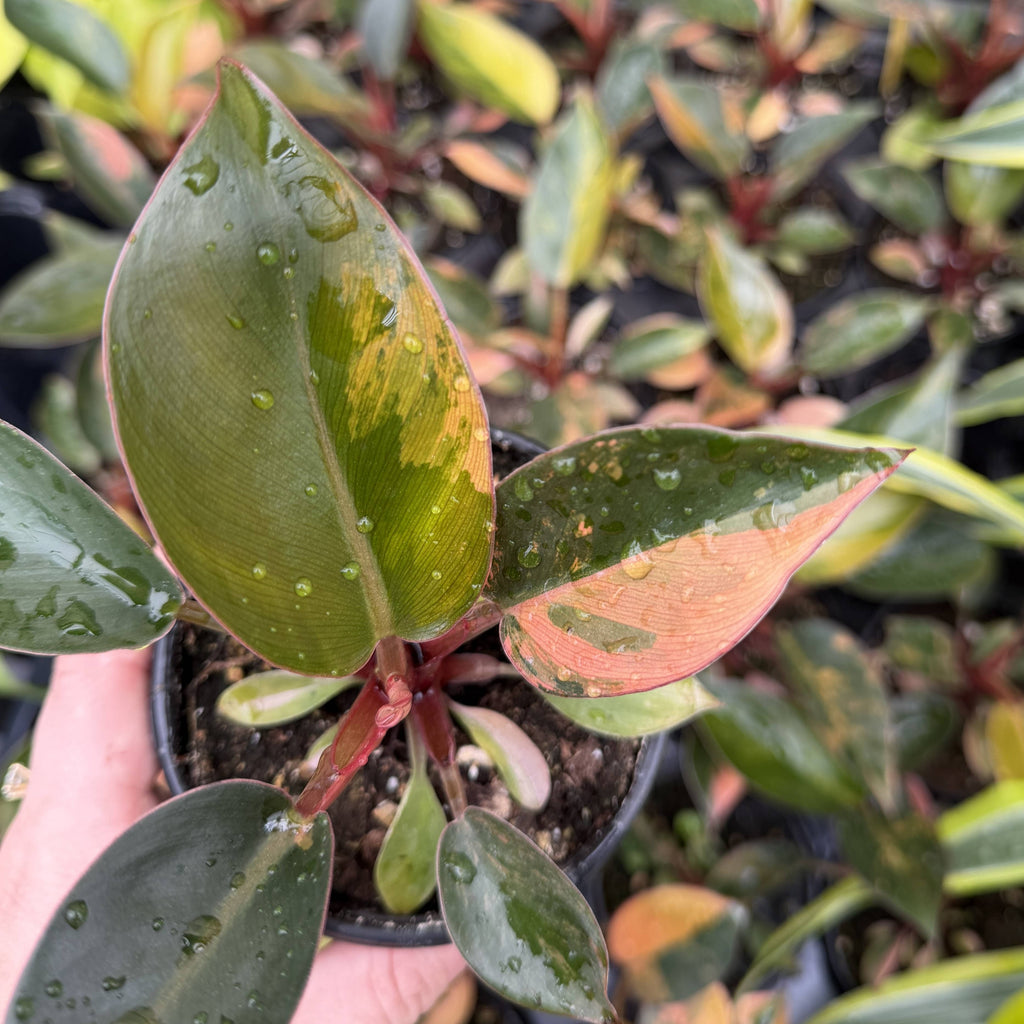 Philodendron Red Congo Variegated - 4" Live Plant - Rare