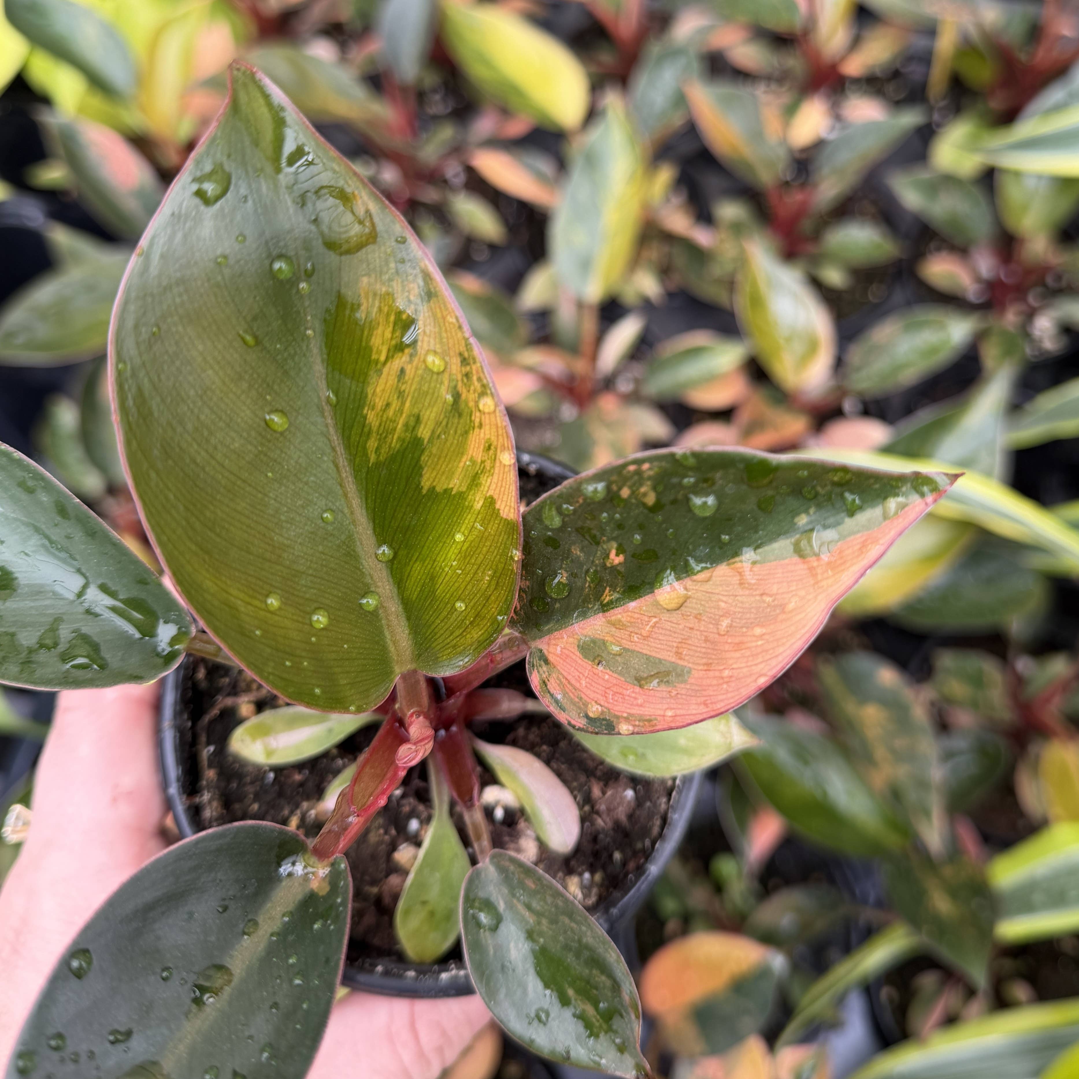 Philodendron Red Congo Variegated - 4" Live Plant - Rare