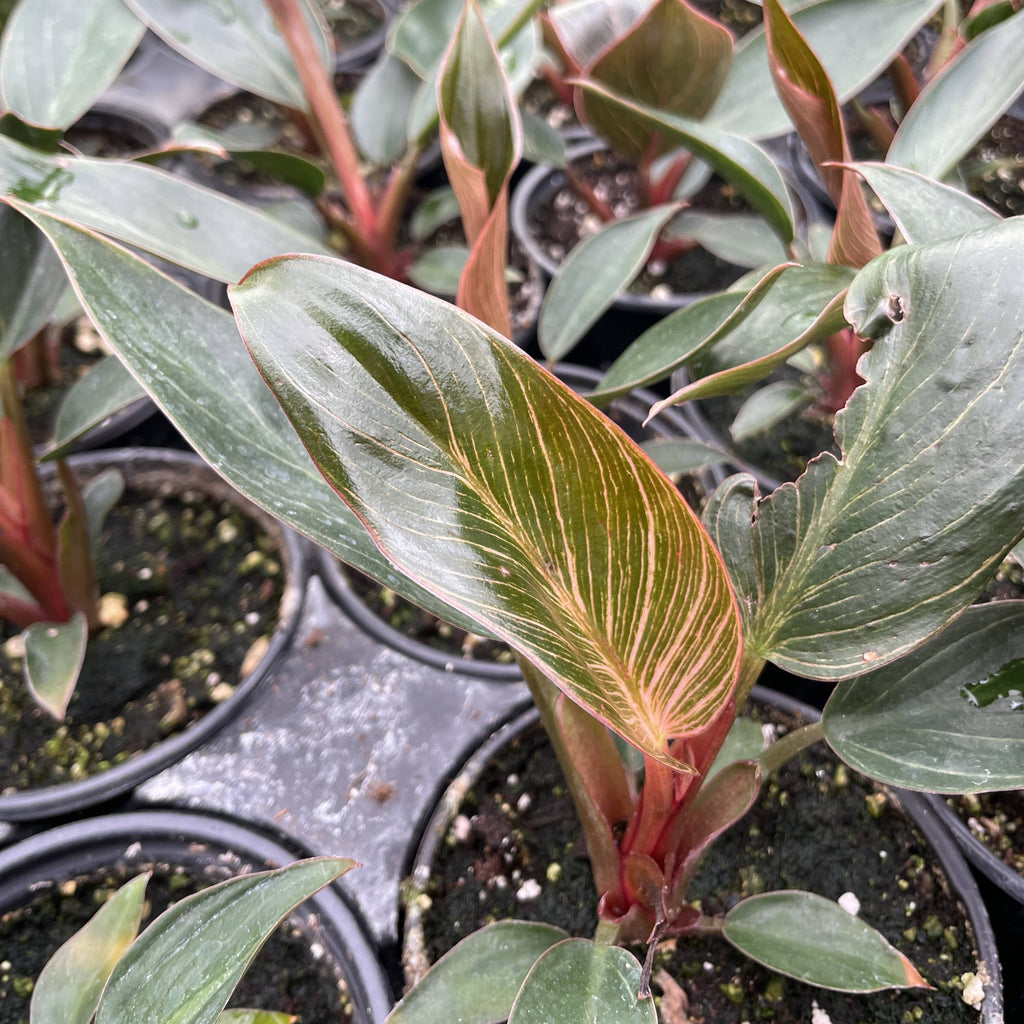 Pink Philodendron Birkin - Live Plant - Rare
