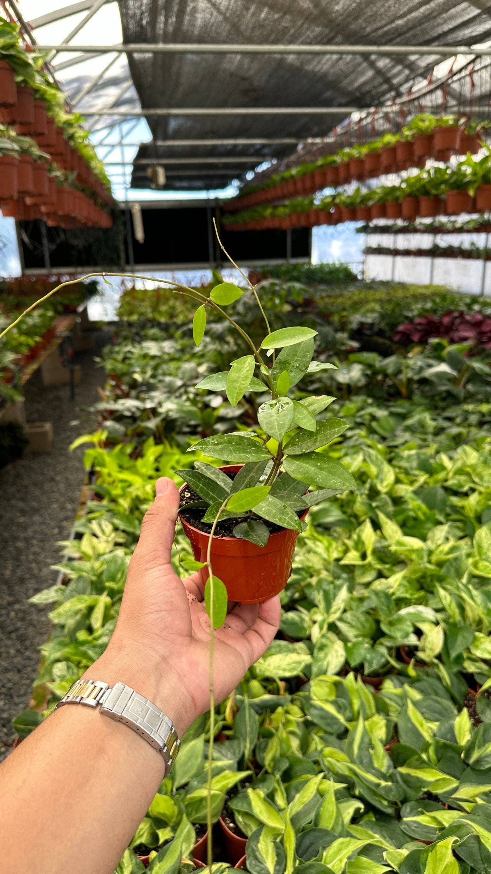 Hoya Elliptica (Turtle Shell Hoya) - 4" from MyPlants