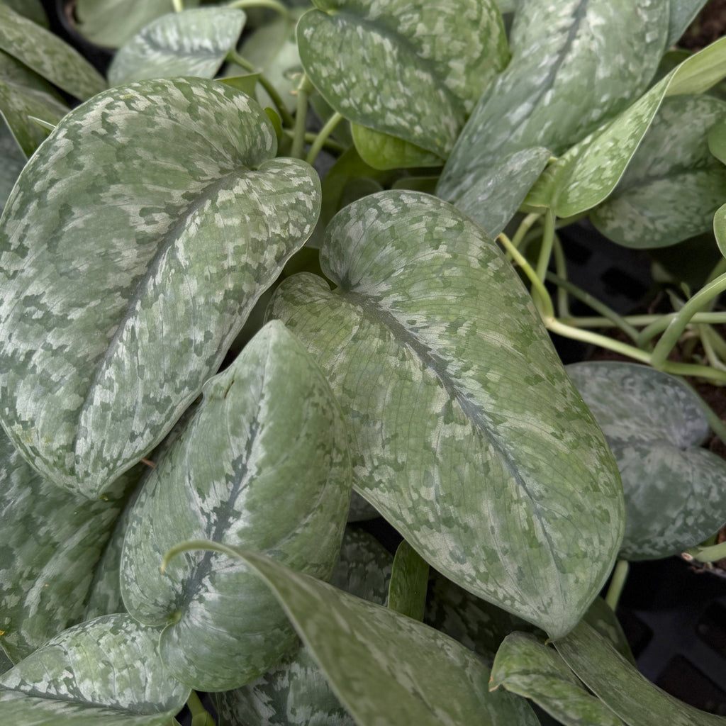 Scindapsus Mount Salak - 6" Live Plant