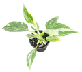 Philodendron White Princess Galaxy 4in Grow Pot
