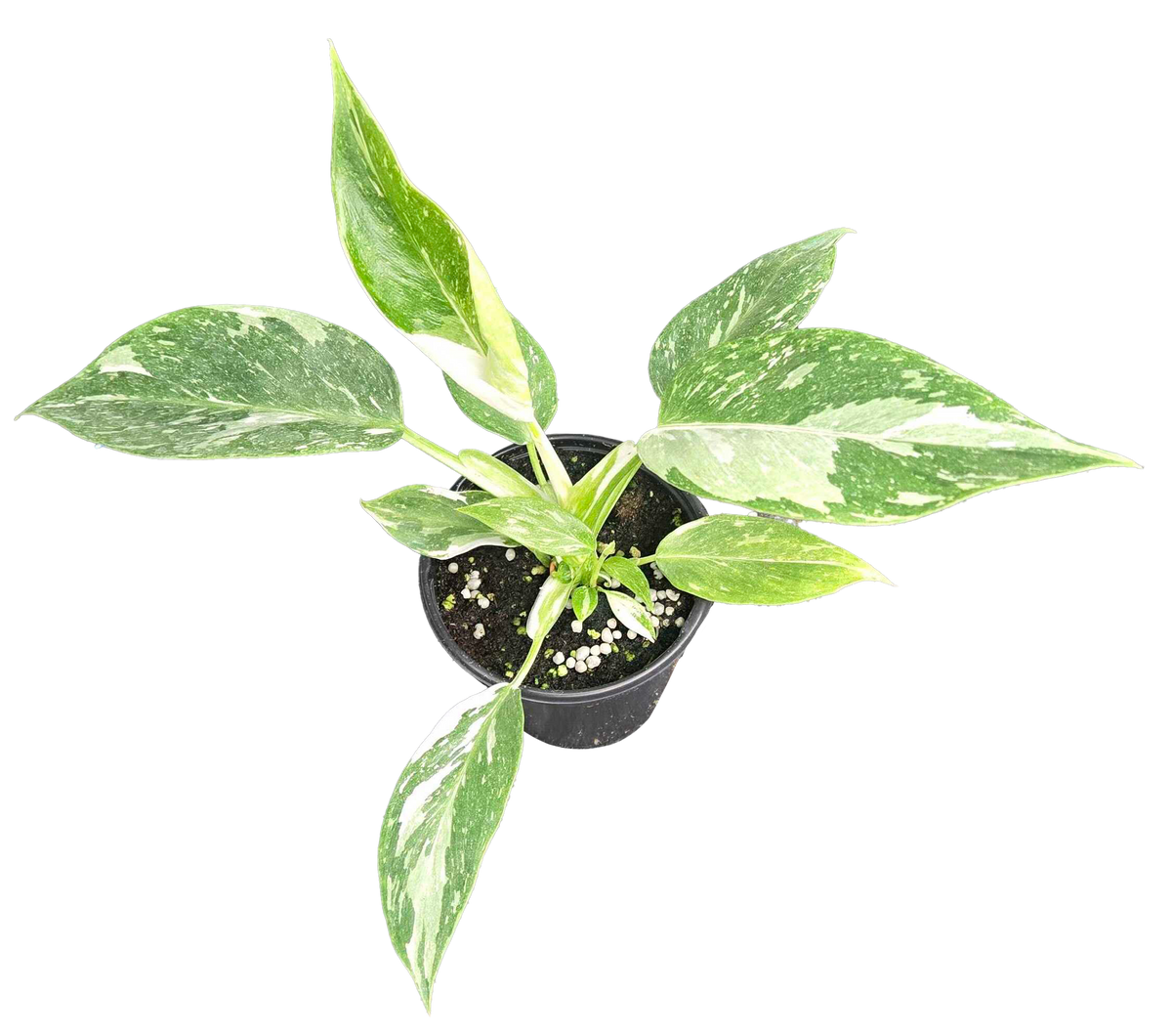 Philodendron White Princess Galaxy 4in Grow Pot