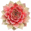 Sempervivum 'Red Rubin'