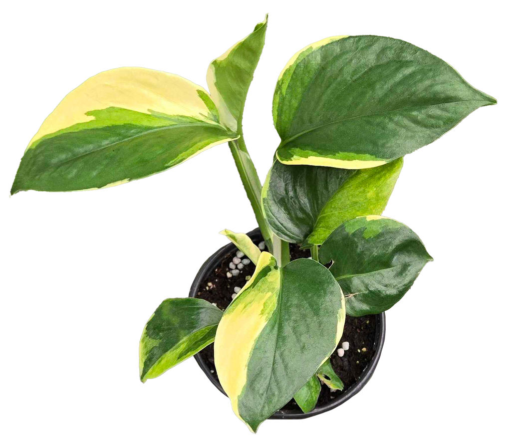 Epipremnum Poonsin Manjula 4 inch Grower Pot