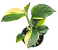 Epipremnum Poonsin Manjula 4 inch Grower Pot