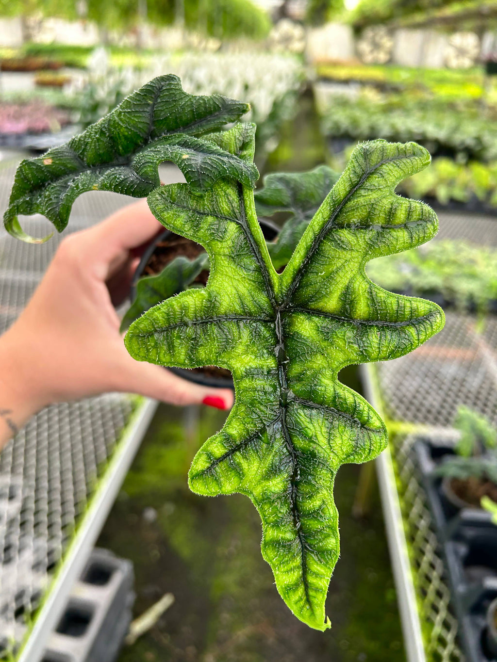 Alocasia Jacklyn - 4" Live Plant - RARE