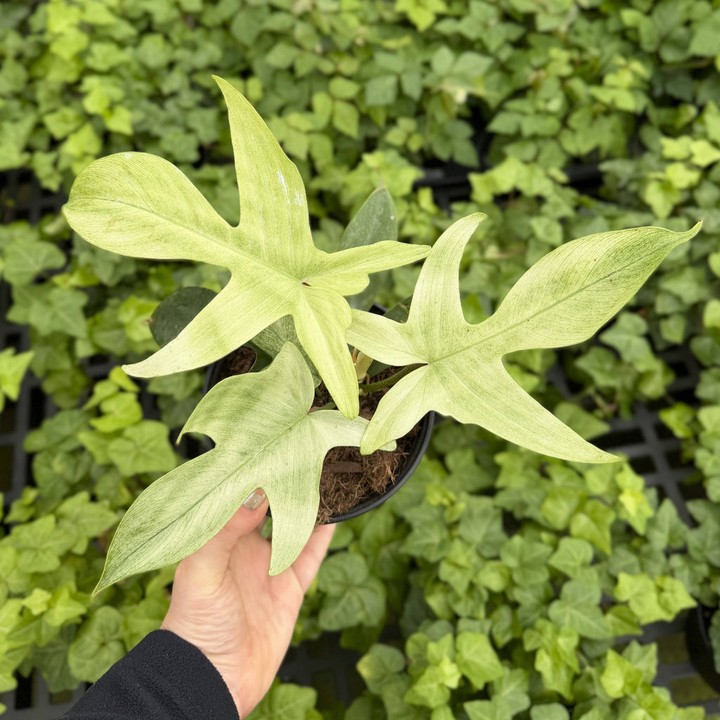 Florida Ghost Philodendron - 5.5" Live Plant - Rare Species