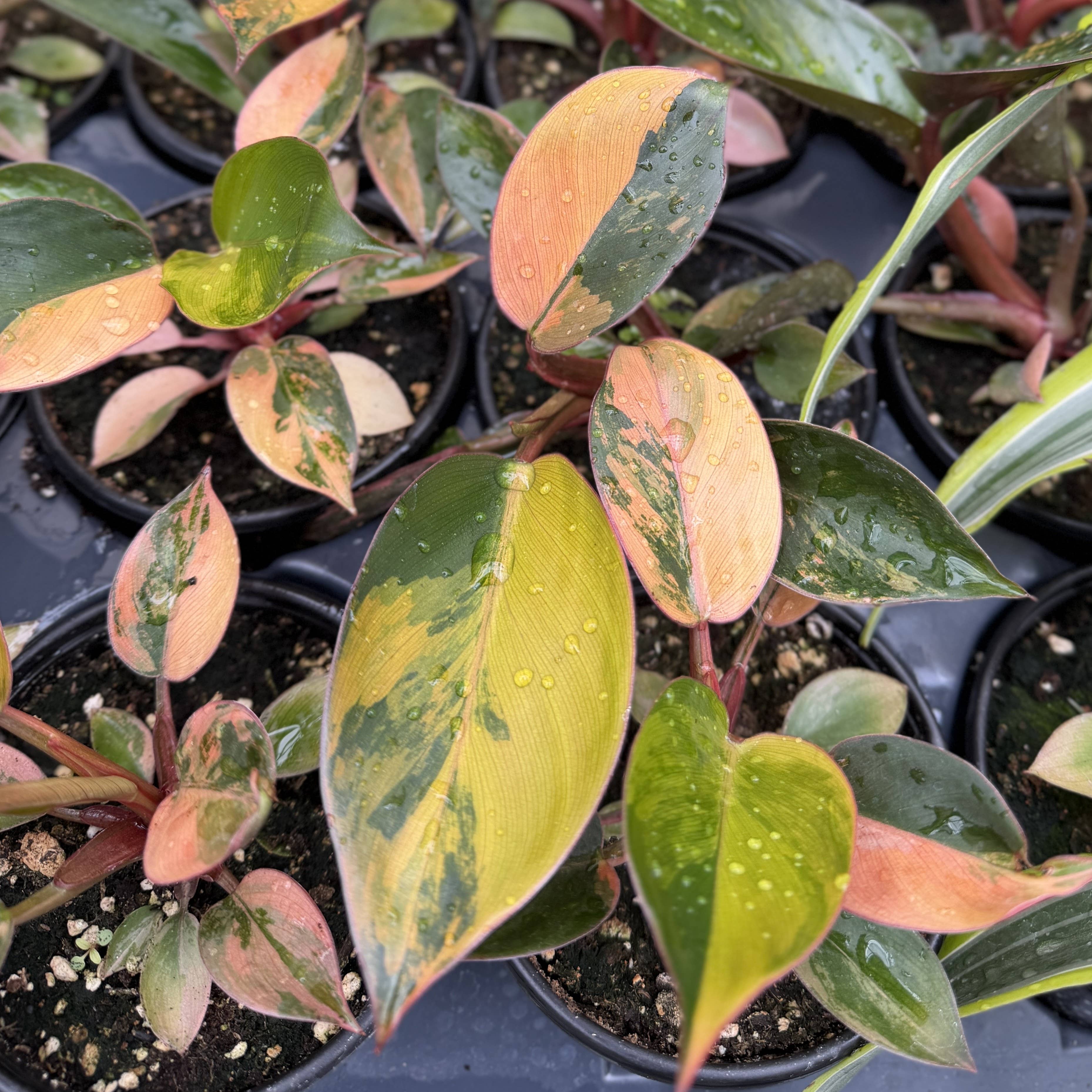 Philodendron Red Congo Variegated - 4" Live Plant - Rare