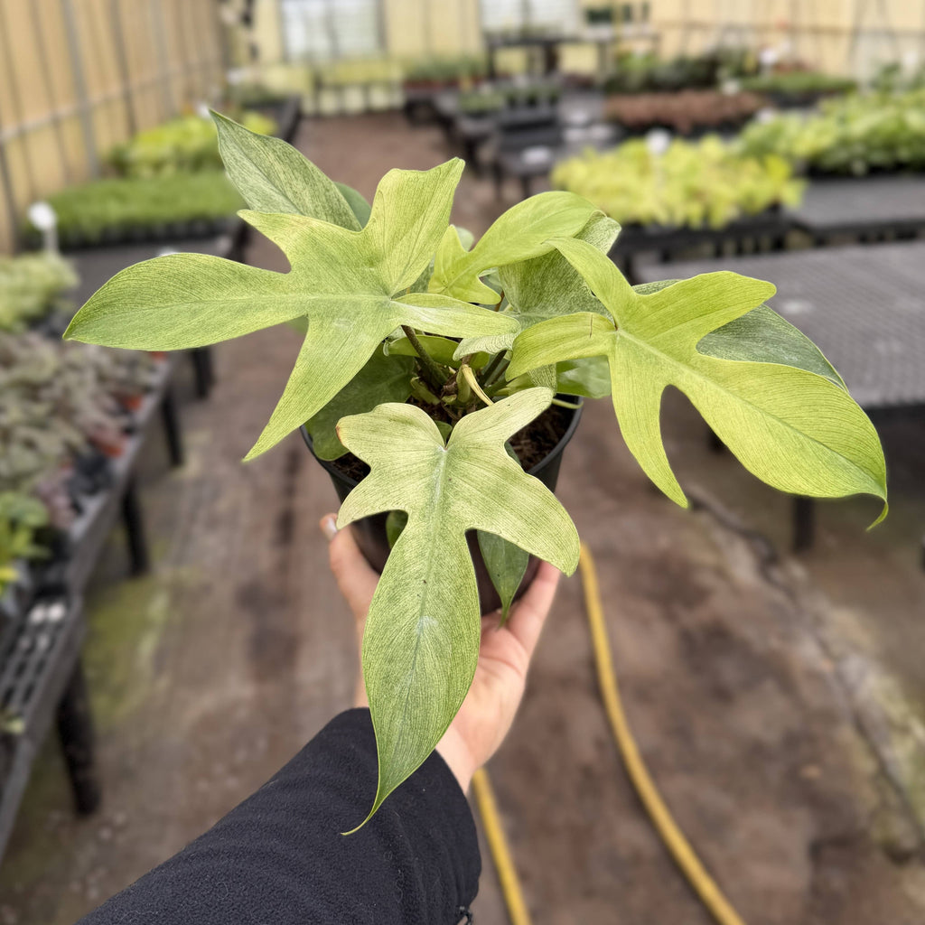 Florida Ghost Philodendron - 5.5" Live Plant - Rare Species