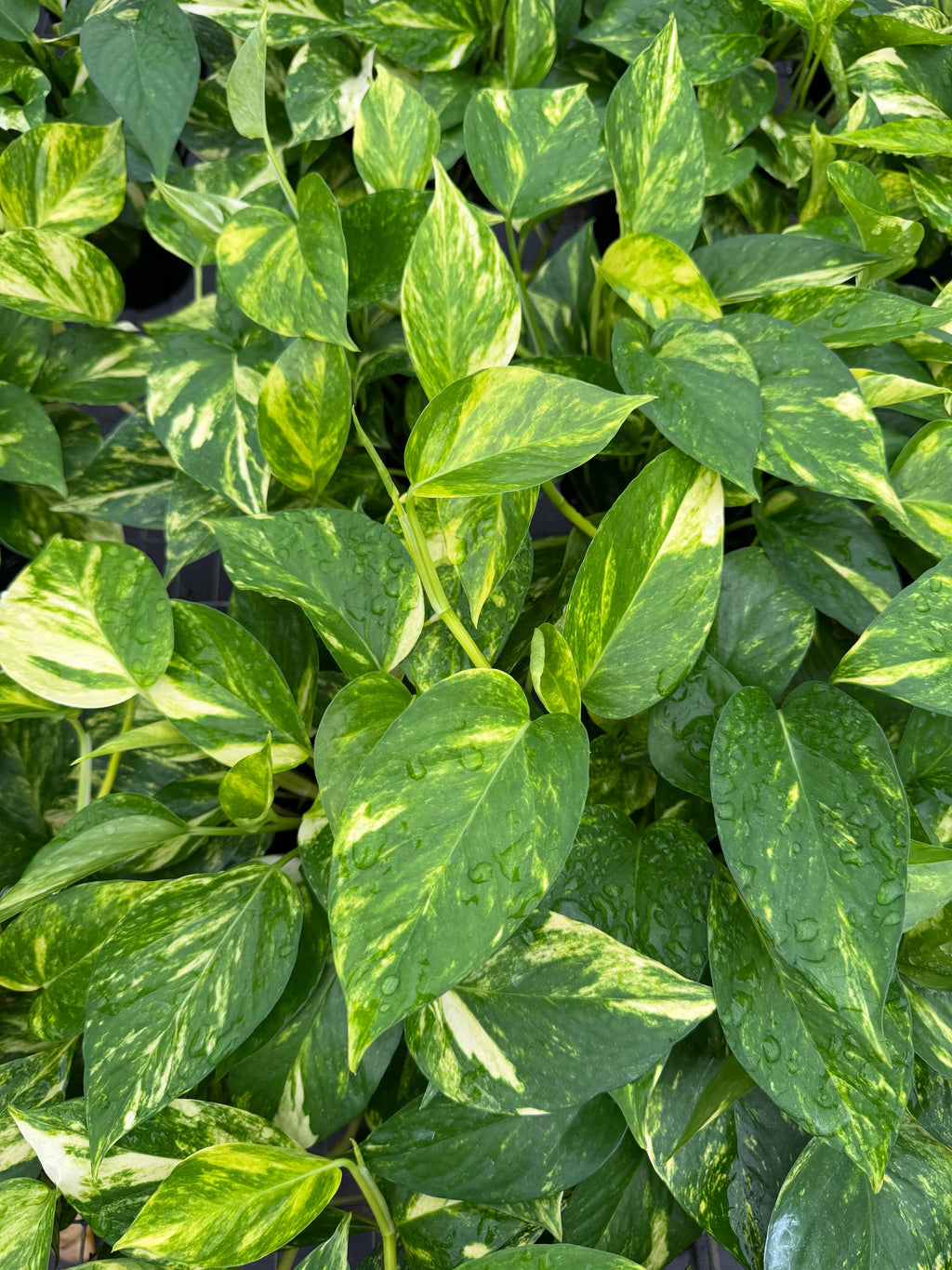 POTHOS Hawaiian Live Plant 6in