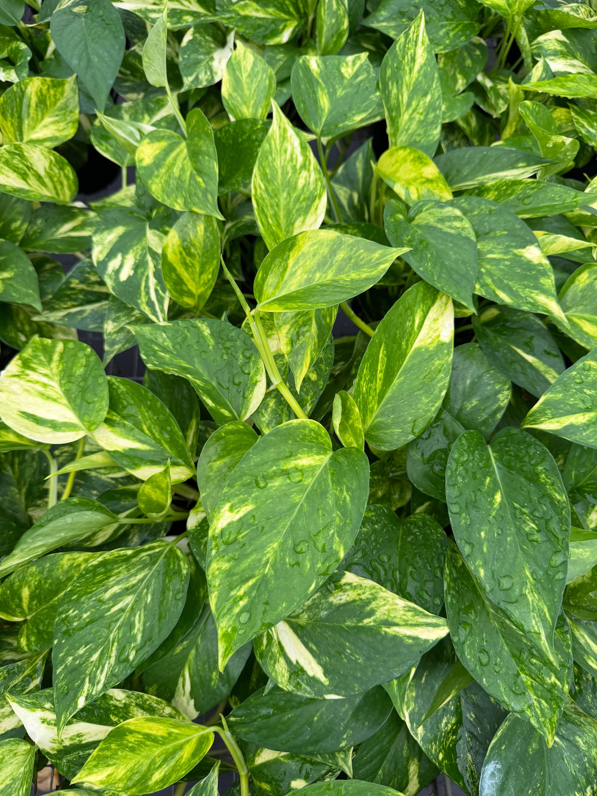 POTHOS Hawaiian Live Plant 6in