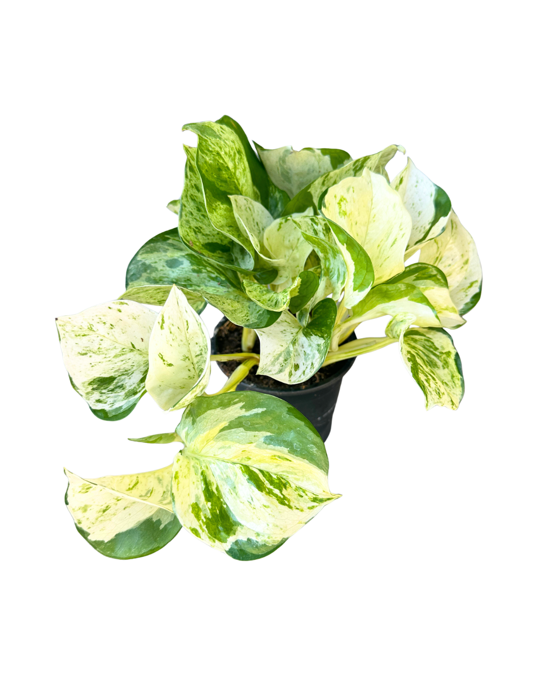 4" Pothos Manjula - Epipremnum Aureum Manjula – Wholesale