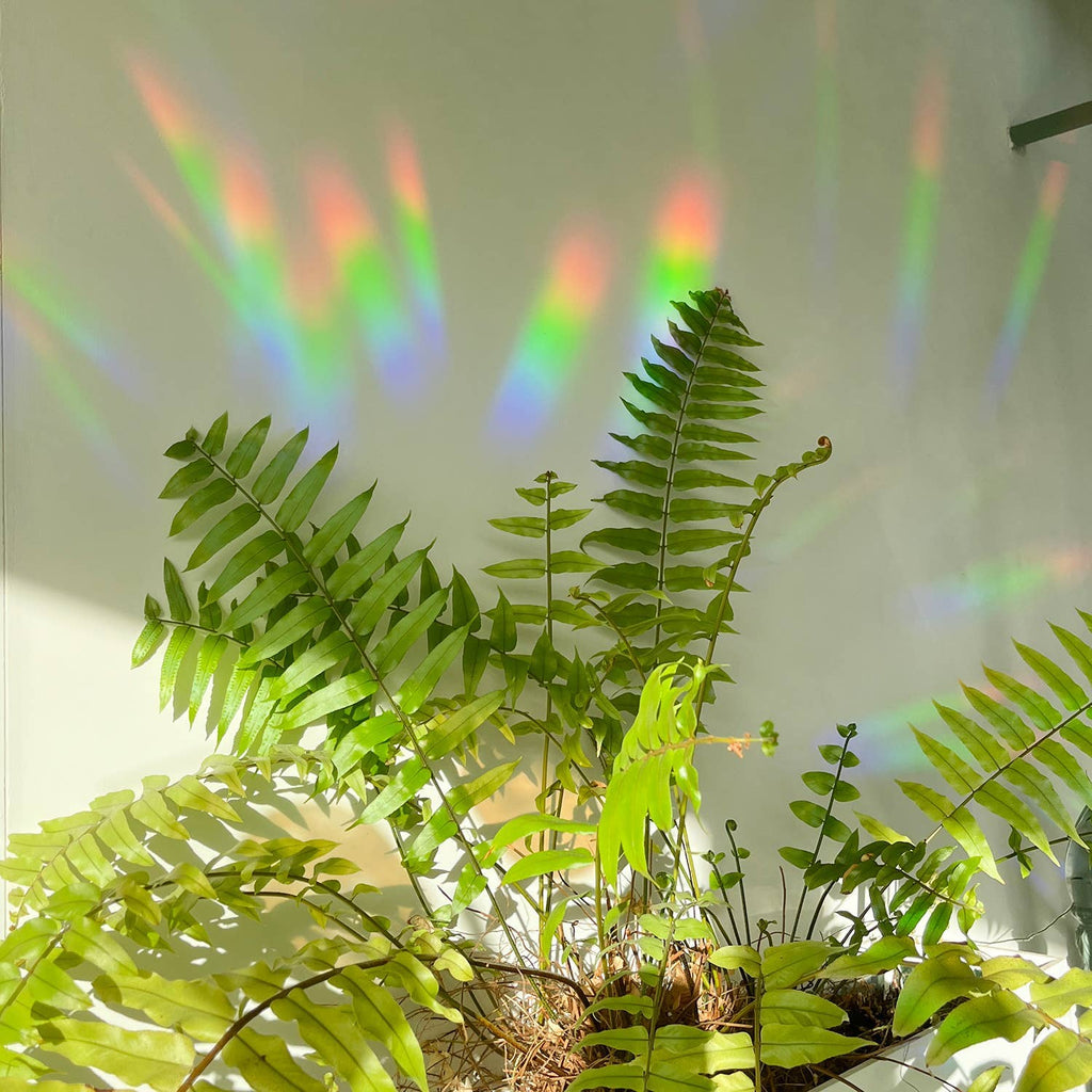 Rainbow maker sticker - Greenhouse Glow