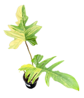 Philodendron Florida Beauty x Mayoi 4in Grow Pot
