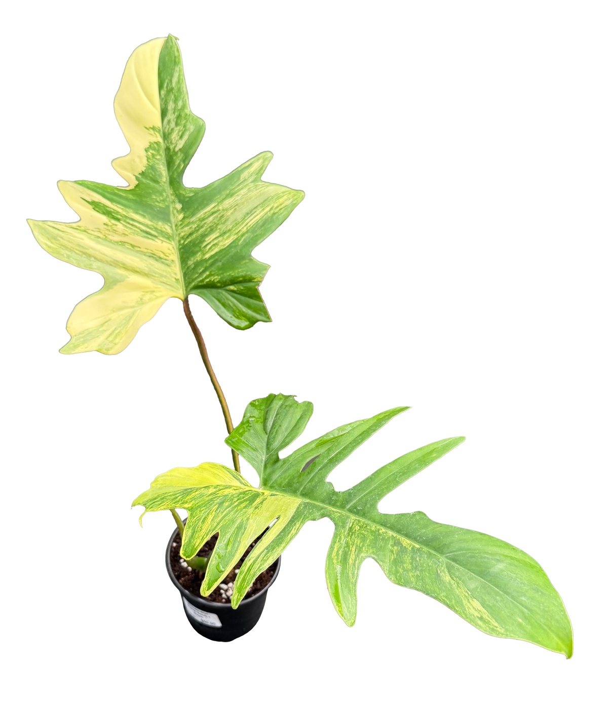 Philodendron Florida Beauty x Mayoi 4in Grow Pot