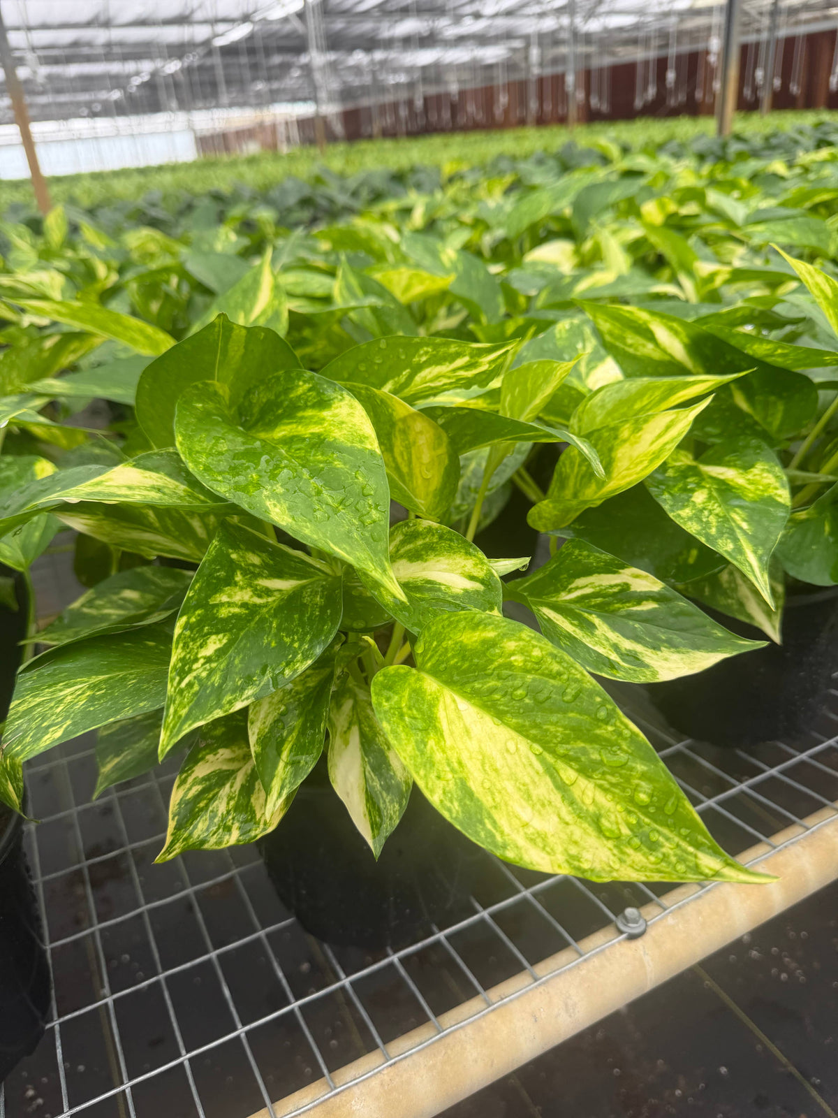POTHOS Hawaiian Live Plant 6in