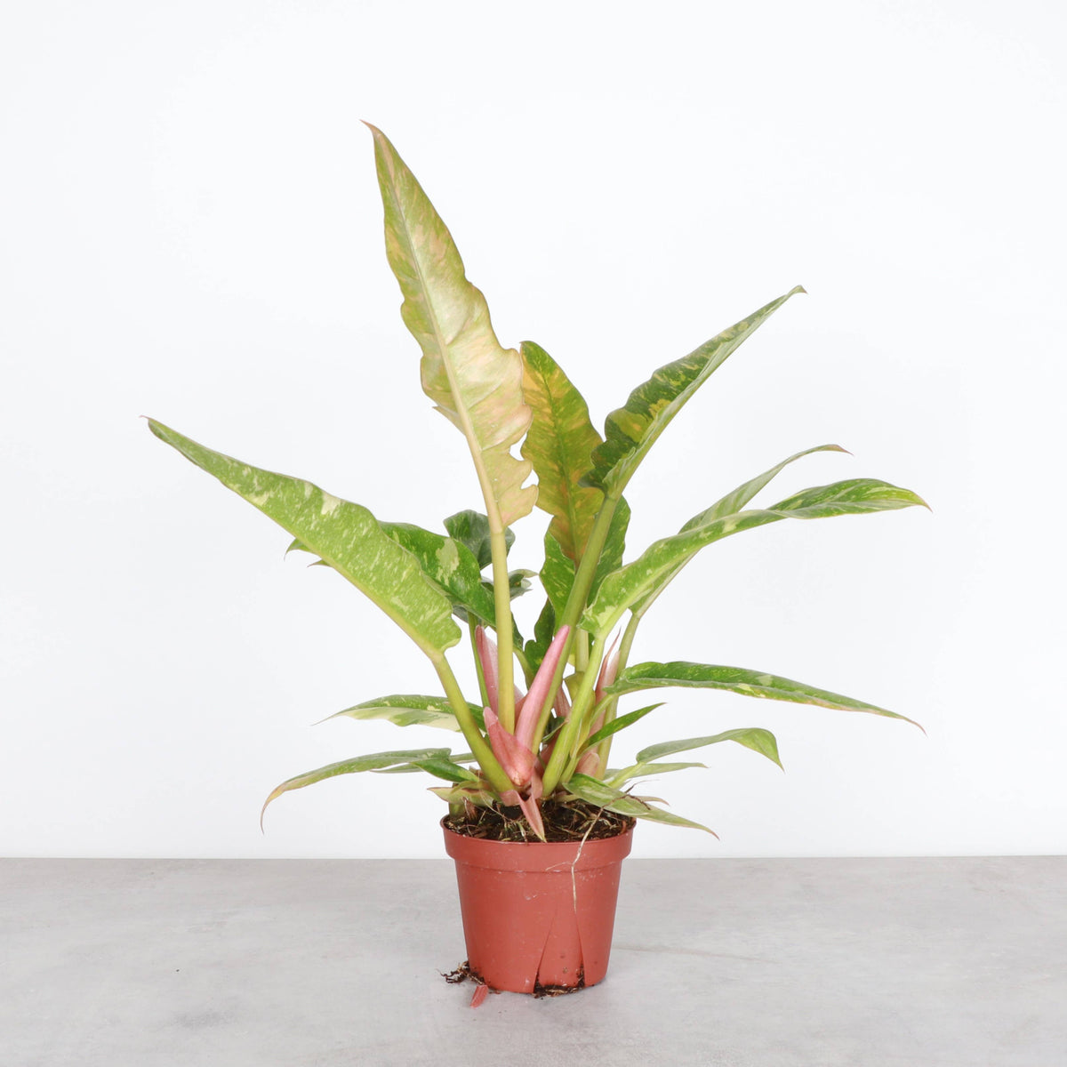 Ring of Fire Philodendron - 4" Live Plant
