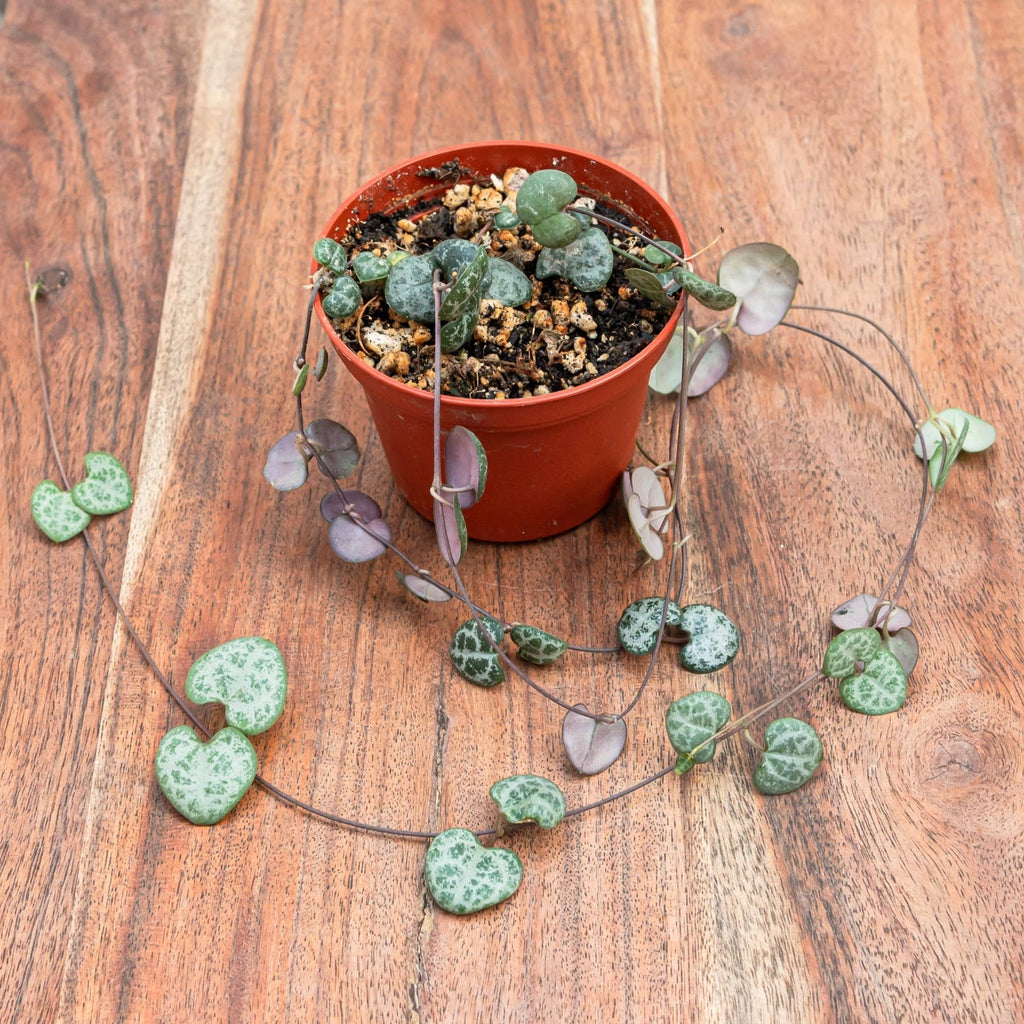 String of Hearts (Ceropegia woodii)