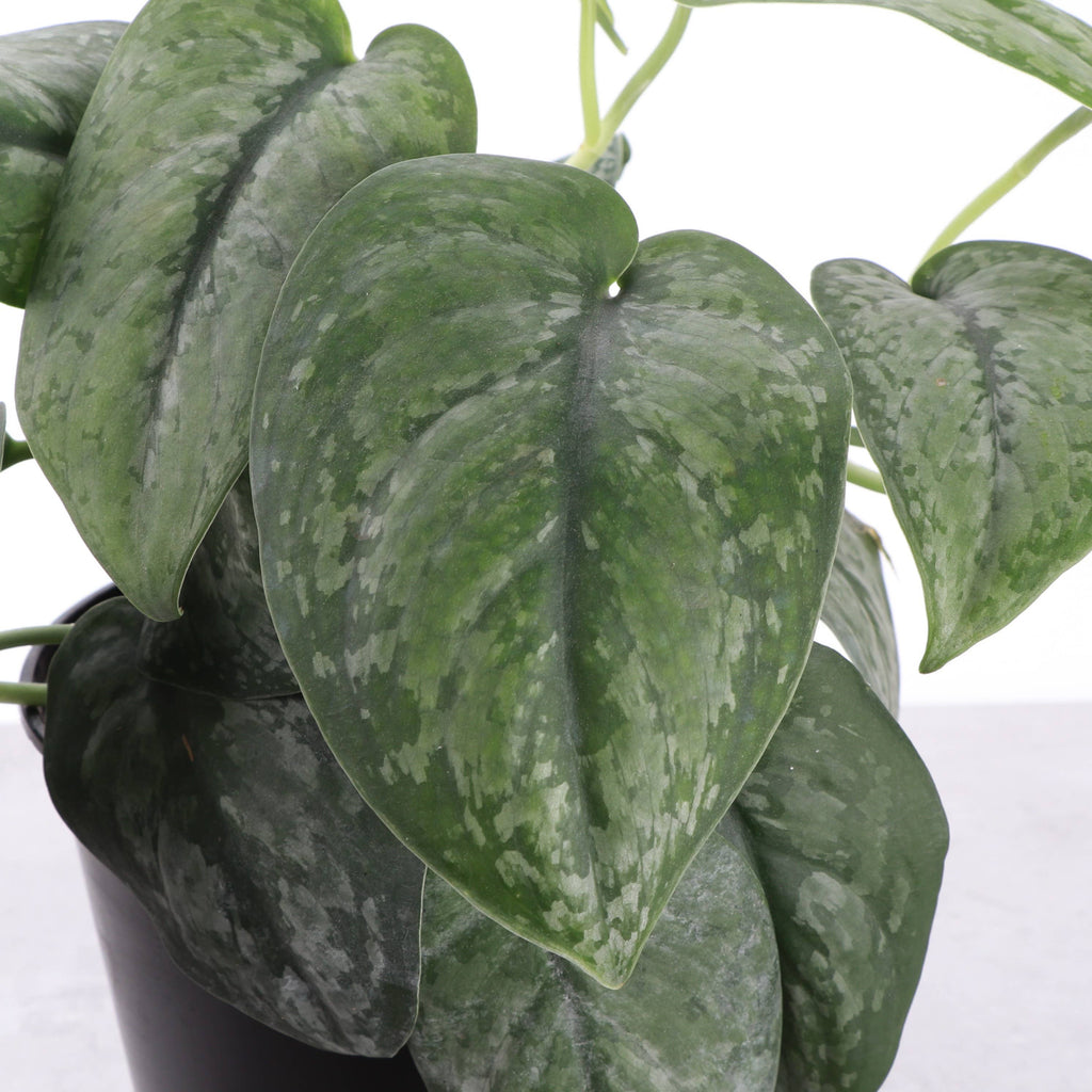 Scindapsus Mount Salak - 6" Live Plant