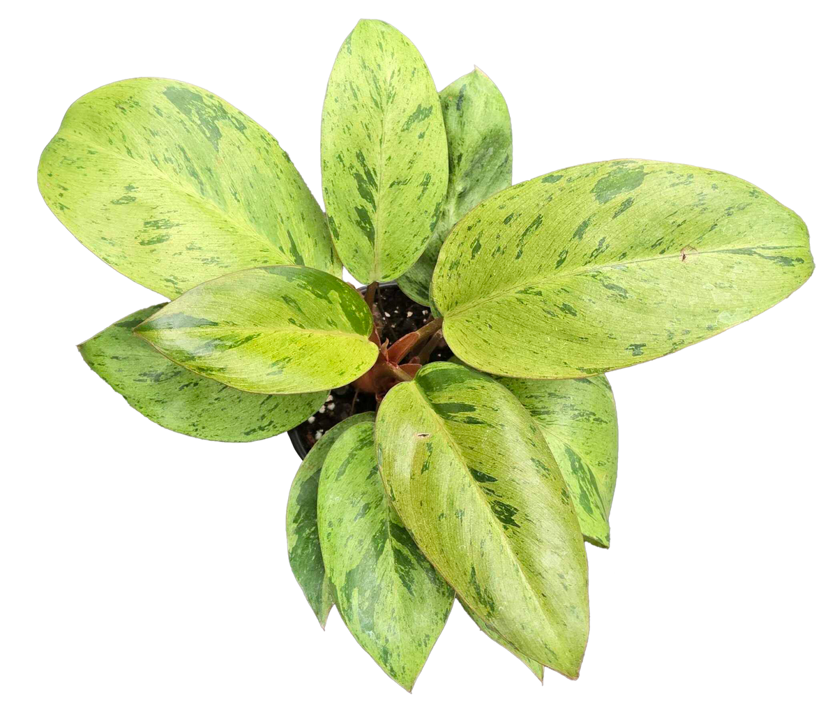 Philodendron Congo Mint Marble 4in Grow Pot