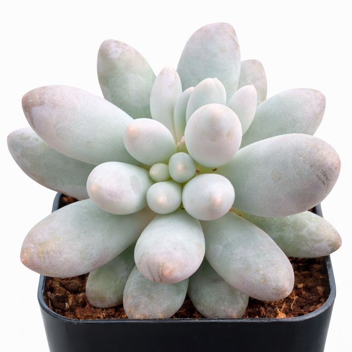 Pachyphytum 'Macho'