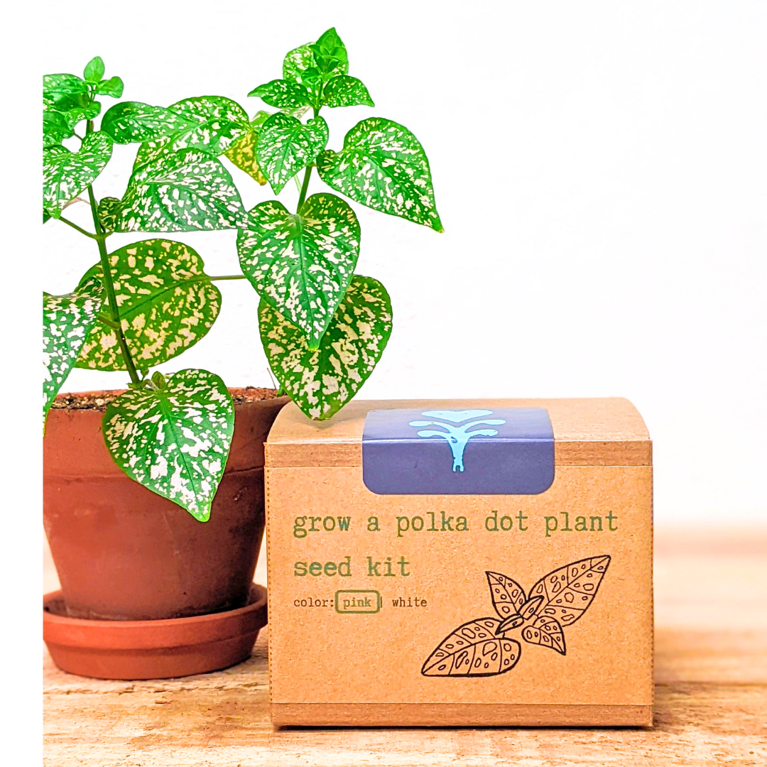 Houseplant Seed Kit