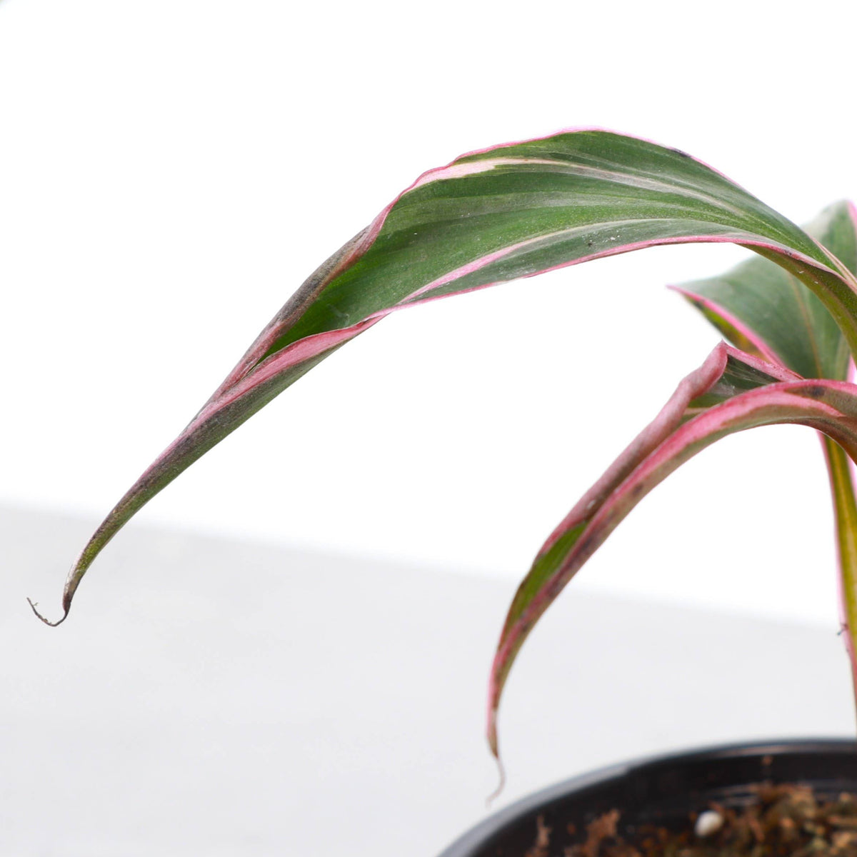 Pink Variegated Banana - Musa Nono Specimen - 4" Live Plant