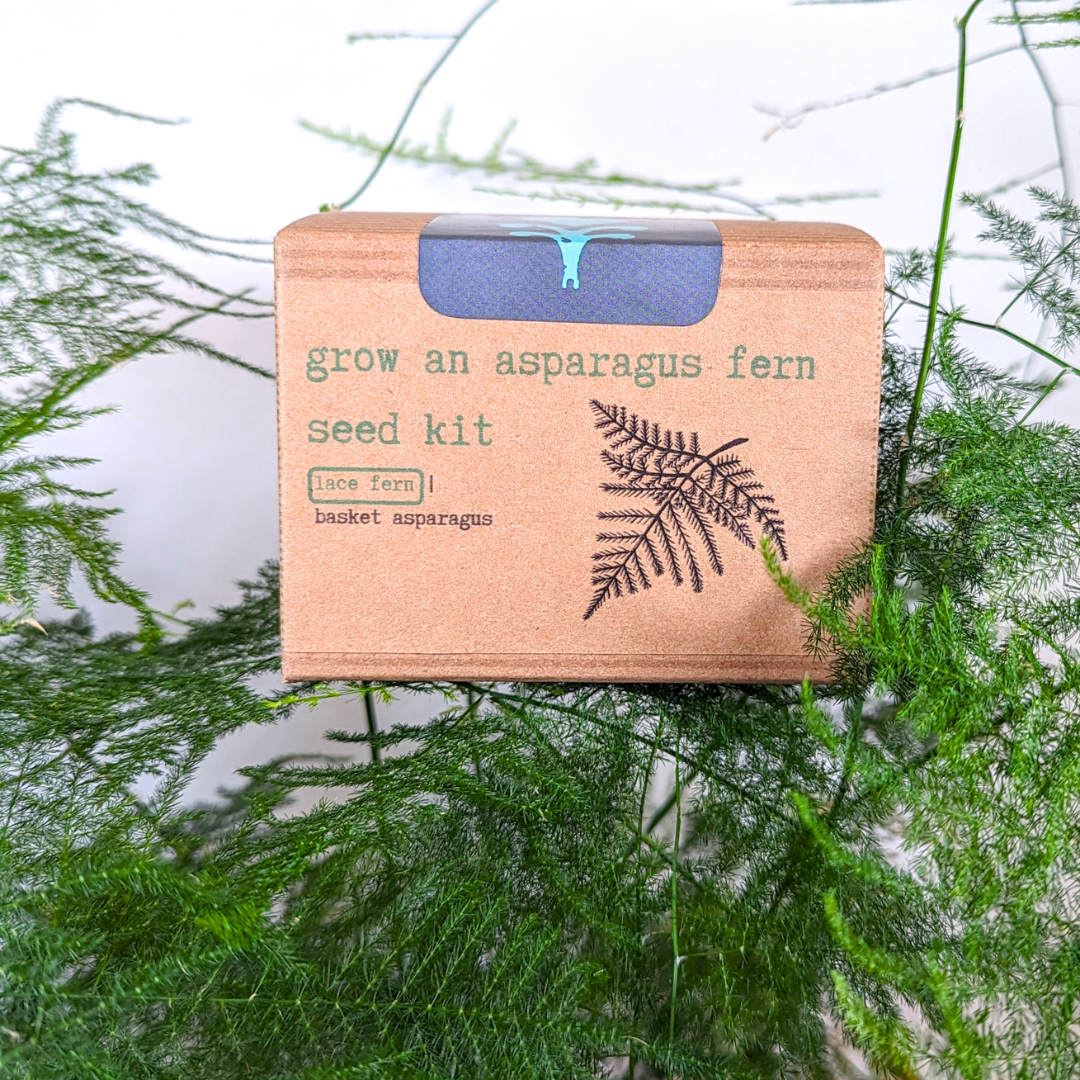 Houseplant Seed Kit