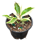 Hoya Krinkle 8 Albomarginata 4in Grow Pot