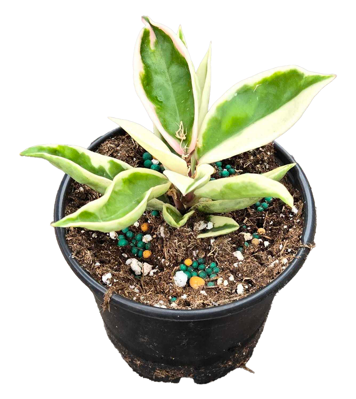 Hoya Krinkle 8 Albomarginata 4in Grow Pot