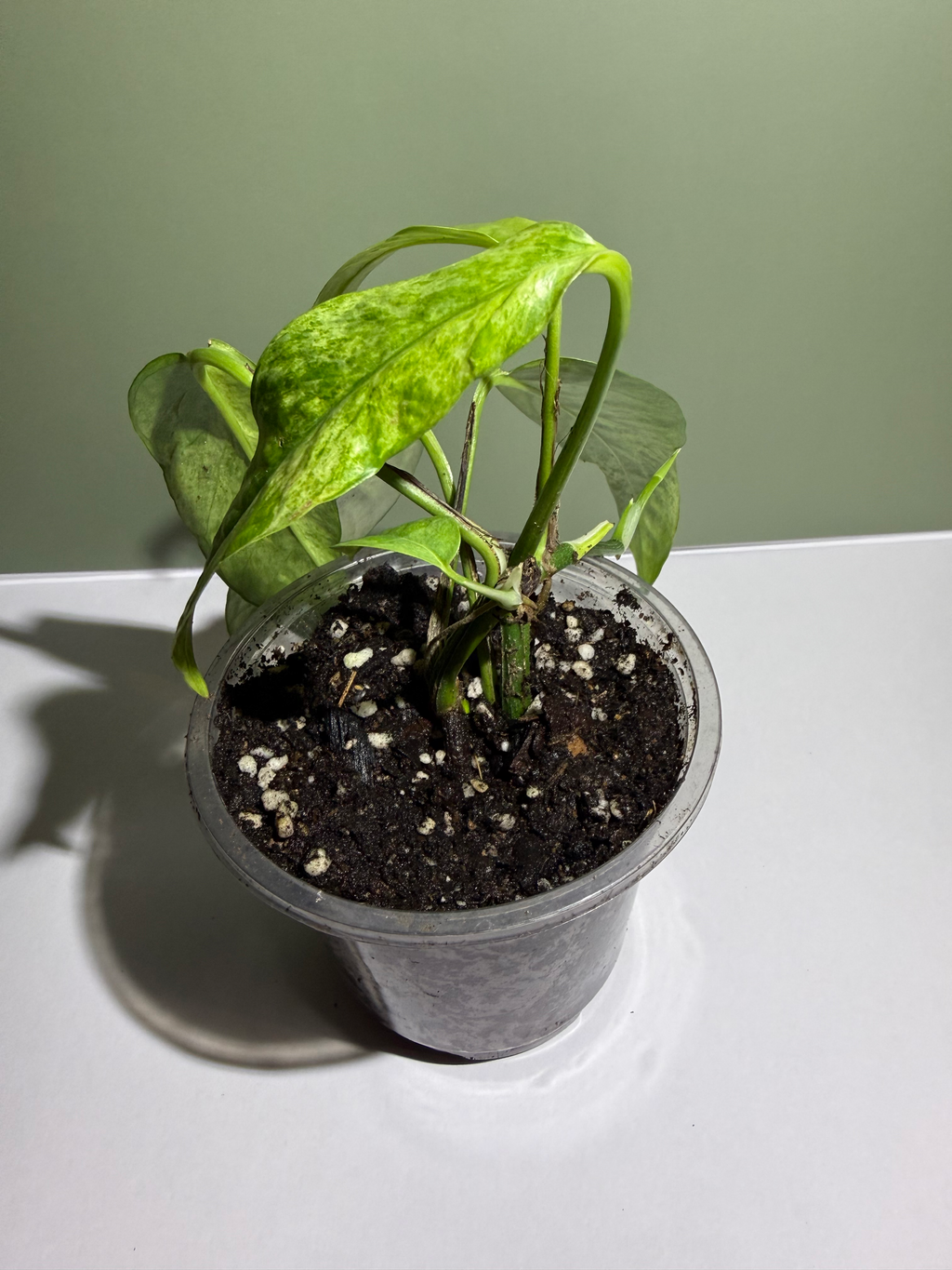 Epipremnum pinnatum ‘Cebu Mint’ image 2