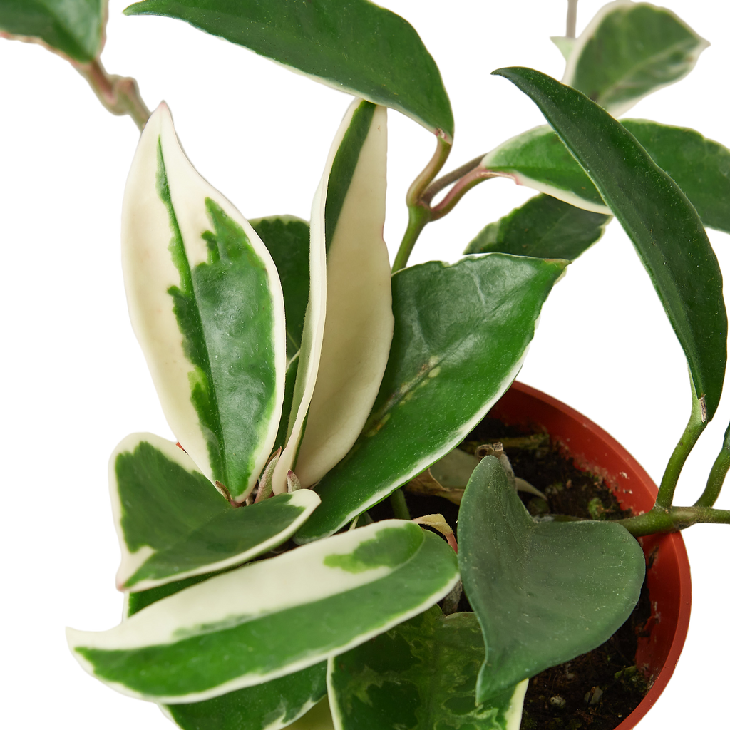 Hoya Carnosa 'Krimson Queen'