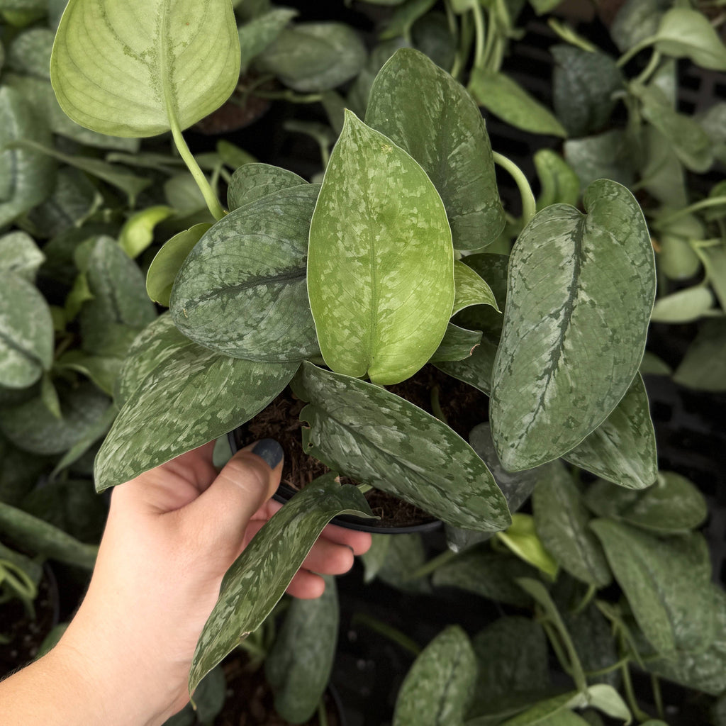 Scindapsus Mount Salak - 6" Live Plant